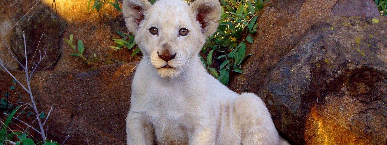 Der weiße Löwe maxdome